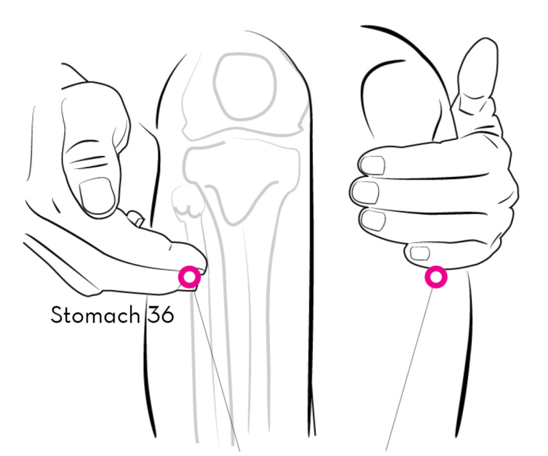 St36 Muscle Stomach 36: Point of Endurance - Mend Acupuncture