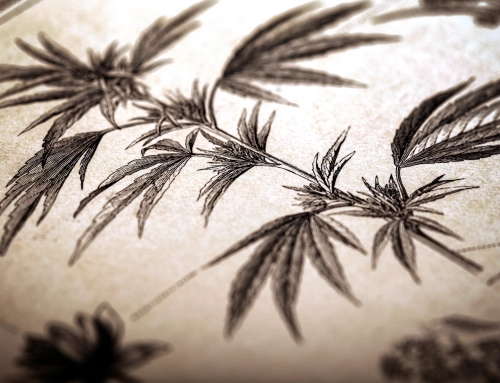 History of Cannabis in TCM