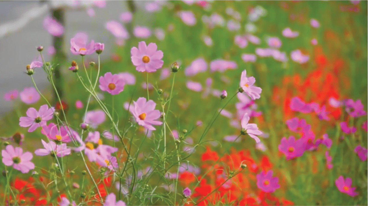 The Spring Season - Mend Acupuncture