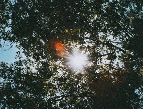 Come to Your Senses: Summer, the Fire Element, and the Practice of Presence